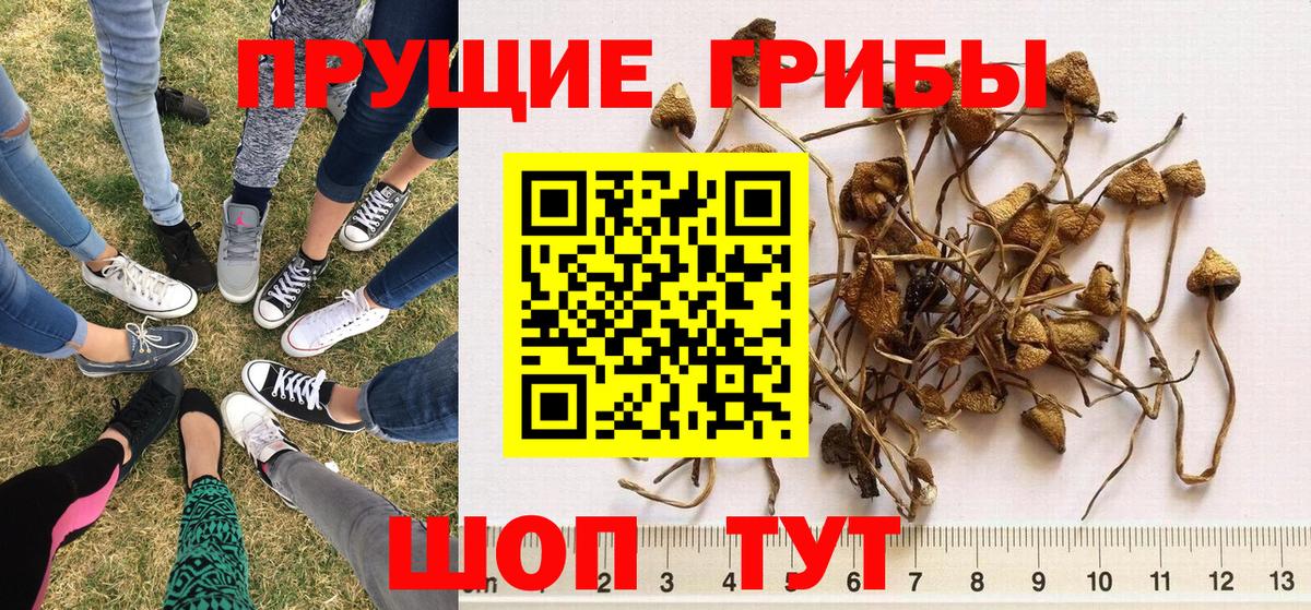 Тимашёвск  Галлюциногенные грибы MAGIC MUSHROOMS  наркота  Вход с VPN  Галлюциногенные грибы GOLDEN TEACHER 